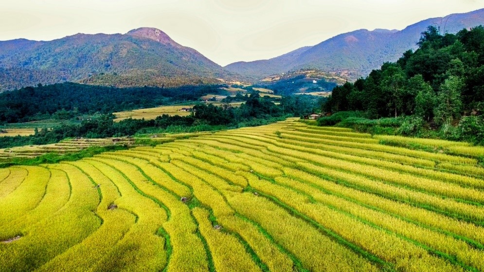 Những đồng ruộng bậc thang vàng ươm, đẹp như tranh tại huyện Bình Liêu, tỉnh Quảng Ninh. (Nguồn ảnh: Lấy từ trang vietnamtourism)